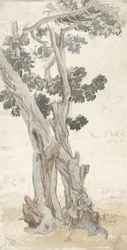 Study of a Tree
